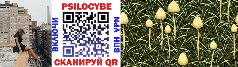 где купить наркоту  Сыктывкар  mega рабочий сайт  Галлюциногенные грибы Psilocybe 